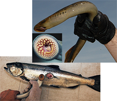 sea lamprey, mouth, wounds
