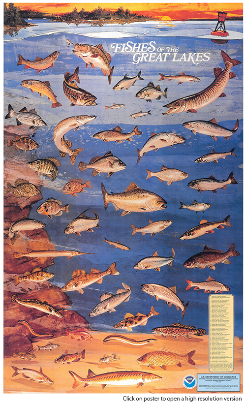 Lake Erie Fish Species Chart