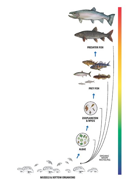 lake superior food chain animal