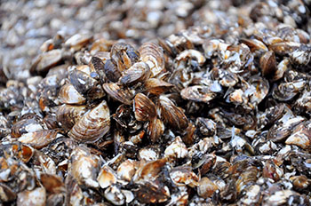 dredging mussels from great lakes
