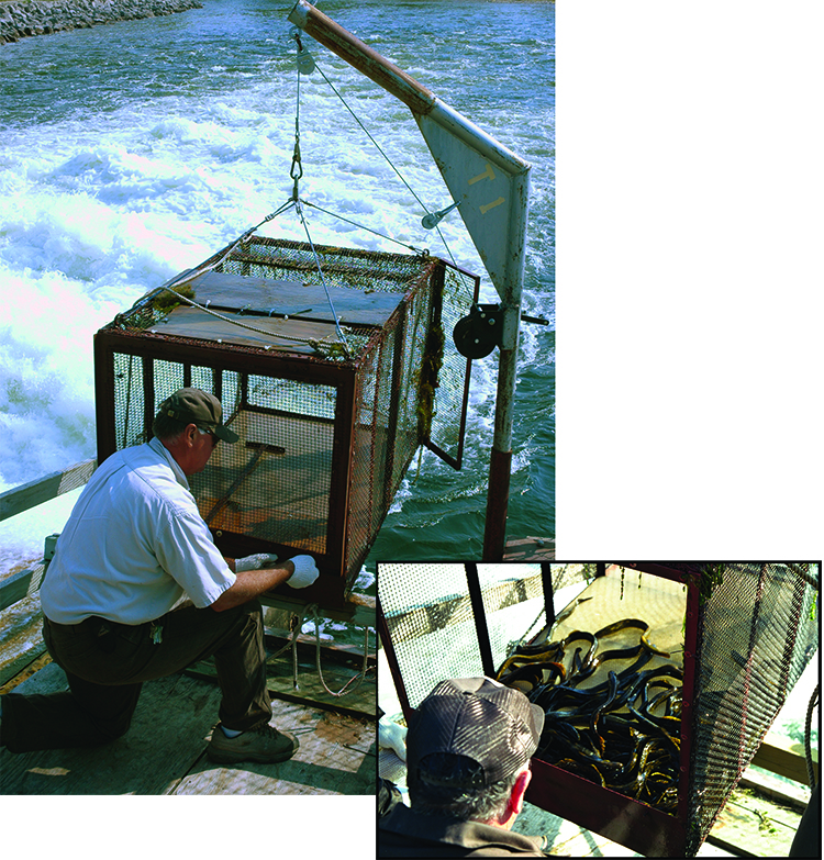 U.S. Fish and Wildlife Service sea lamprey control agent preparing sea lamprey trap for placement.  Inset: U.S. Fish and Wildlife Service sea lamprey control agent examinging sea lamprey captured in sea lamprey trap.