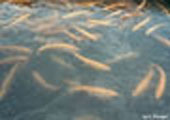 Palomino Trout in Hatchery