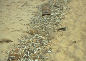 Dead Alewives on Beach