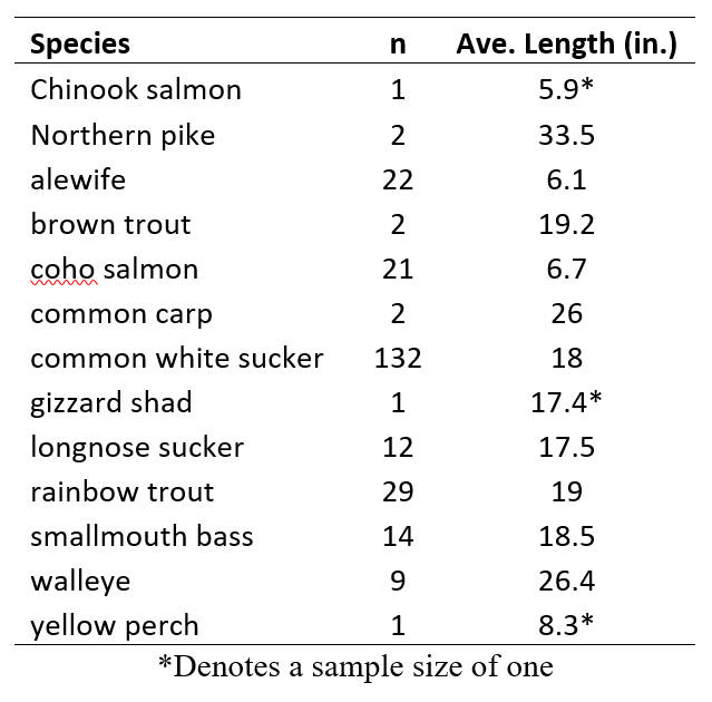 Table showing fish species, sample sizes (n), and average lengths in inches.  Species listed are:  Chinook salmon: n = 1, Ave. Length = 5.9*, Northern pike: n = 2, Ave. Length = 33.5, Alewife: n = 22, Ave. Length = 6.1, Brown trout: n = 2, Ave. Length = 19.2, Coho salmon: n = 21, Ave. Length = 6.7, Common carp: n = 2, Ave. Length = 26, Common white sucker: n = 132, Ave. Length = 18, Gizzard shad: n = 1, Ave. Length = 17.4*, Longnose sucker: n = 12, Ave. Length = 17.5, Rainbow trout: n = 29, Ave. Length = 19, Smallmouth bass: n = 14, Ave. Length = 18.5, Walleye: n = 9, Ave. Length = 26.4, Yellow perch: n = 1, Ave. Length = 8.3*, *Denotes a sample size of one.