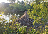 Stream Obstructed by Beaver Dam
