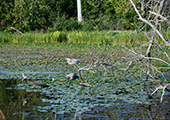 Great Blue Heron